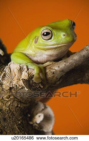 Close up of tree frog View Large Photo Image Stock Photograph - Close up of tree frog. Fotosearch