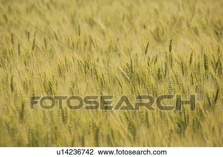 Close up of wheat field View Large Photo Image Stock Image - Close up of wheat field. Fotosearch