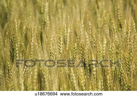 Close up of wheat View Large Photo Image Picture - Close up of wheat. Fotosearch