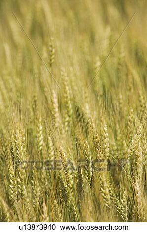 Stock Image - Close up of wheat. Fotosearch