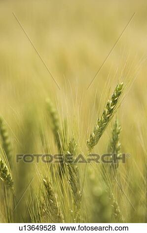Stock Photo - Close up of wheat. Fotosearch