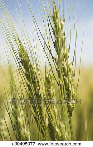 Close up of wheat View Large Photo Image Stock Photo - Close up of wheat. Fotosearch