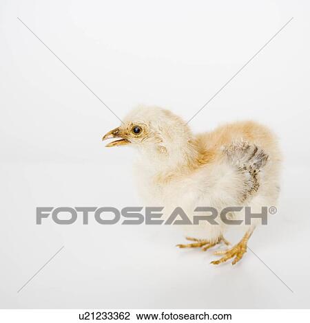 Closeup of a baby chick View Large Photo Image Stock Image - Closeup of a baby chick. Fotosearch