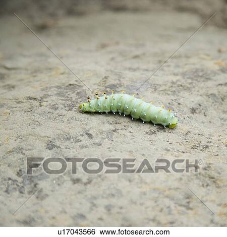 Stock Photograph - Closeup of a green worm. Fotosearch