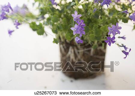 Closeup of delicate flowers View Large Photo Image Stock Image - Closeup of delicate flowers. Fotosearch