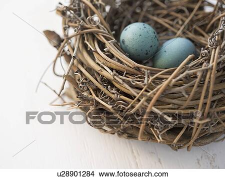Picture - Closeup of eggs in a nest. Fotosearch