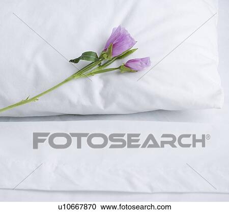 Stock Image - Closeup of pillow and bed sheets with flower. Fotosearch