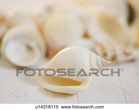 Stock Photography - Closeup of seashell. Fotosearch