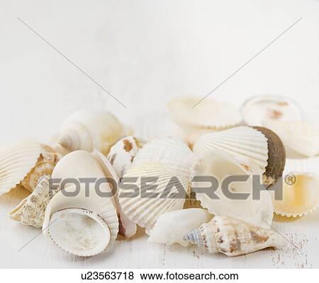 Closeup of seashells View Large Photo Image Stock Photo - Closeup of seashells. Fotosearch