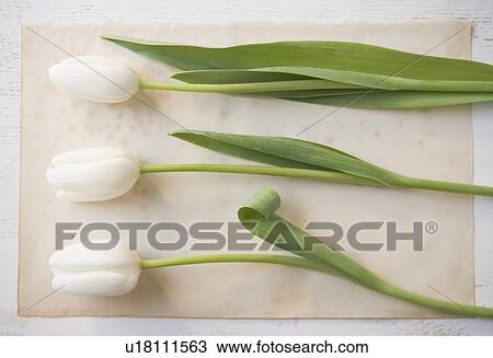 Closeup of three tulips View Large Photo Image Stock Image - Closeup of three tulips. Fotosearch