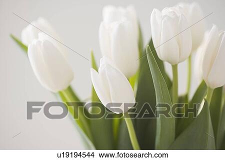 Picture - Closeup of tulips. Fotosearch