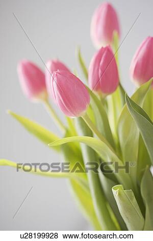Closeup of tulips View Large Photo Image Stock Photo - Closeup of tulips. Fotosearch