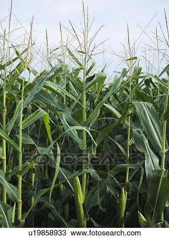Cornfields in Minnesota USA View Large Photo Image Stock Image - Cornfields in Minnesota USA. Fotosearch