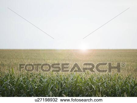 Stock Image - Cornfields in Minnesota USA. Fotosearch