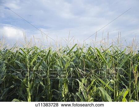 Stock Photo - Cornfields in Minnesota USA. Fotosearch