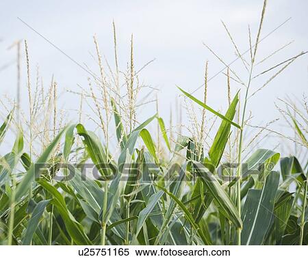 Cornfields in Minnesota USA View Large Photo Image Stock Photography - Cornfields in Minnesota USA. Fotosearch