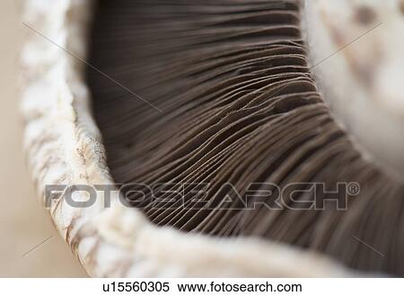 Stock Photography - Extreme closeup of a mushroom. Fotosearch