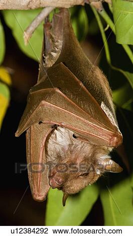 Fruit bat hanging in tree, Greater Kruger National Park, South Africa View Large Photo Image Stock Image - Fruit bat hanging in tree, Greater Kruger National Park, South Africa. Fotosearch