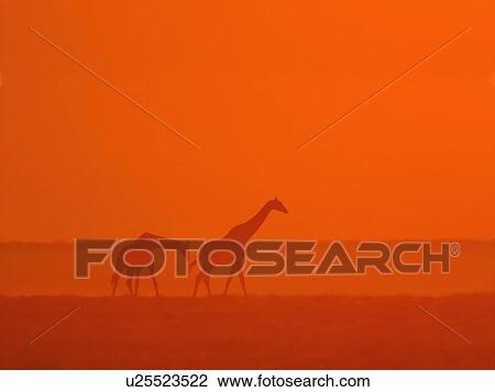 Giraffes walking at sunset View Large Photo Image Stock Image - Giraffes walking at sunset. Fotosearch