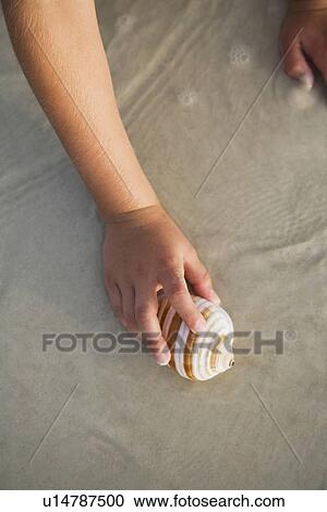 Girl picking up sea shell, Florida, United States View Large Photo Image Stock Image - Girl picking up sea shell, Florida, United States. Fotosearch