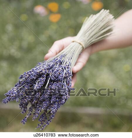 Stock Image - Hands holding a bunch of lavender. Fotosearch