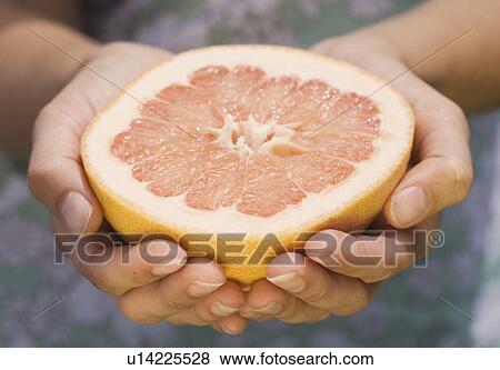 Hands holding half a grapefruit View Large Photo Image Stock Photo - Hands holding half a grapefruit. Fotosearch