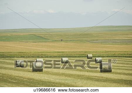 Hay bales in field View Large Photo Image Stock Photograph - Hay bales in field. Fotosearch