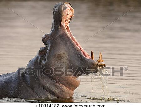 Stock Image - Hippopotamus in water, Greater Kruger National Park, South Africa. Fotosearch