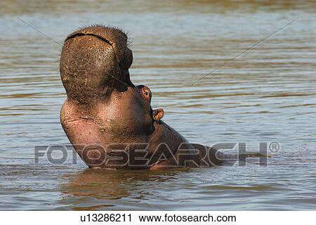 Hippopotamus in water, Greater Kruger National Park, South Africa View Large Photo Image Stock Image - Hippopotamus in water, Greater Kruger National Park, South Africa. Fotosearch