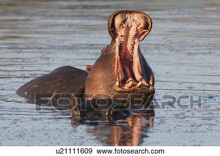Stock Photo - Hippopotamuses in water, Greater Kruger National Park, South Africa. Fotosearch