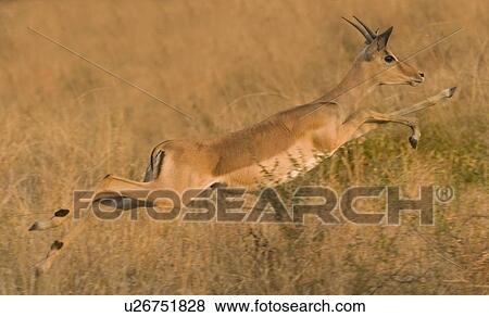 Stock Photo - Impala jumping, Greater Kruger National Park, South Africa . Fotosearch