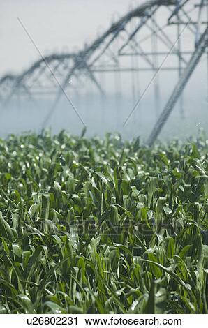 Stock Image - Irrigation over corn field. Fotosearch