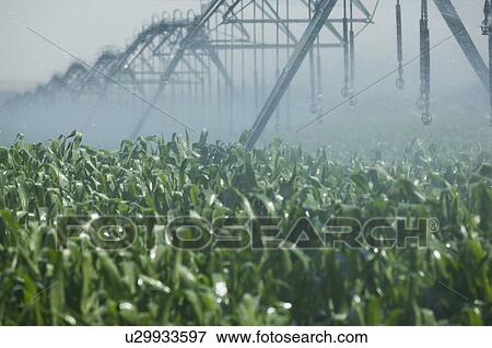 Irrigation over corn field View Large Photo Image Stock Photo - Irrigation over corn field. Fotosearch