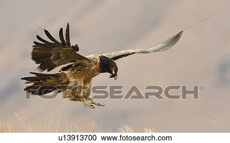 Lammergeier vulture in flight, Drakensberg Mountain Range, South Africa View Large Photo Image Stock Image - Lammergeier vulture in flight, Drakensberg Mountain Range, South Africa. Fotosearch