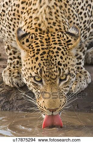Picture - Leopard drinking, Greater Kruger National Park, South Africa. Fotosearch