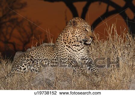 Leopard in grass, Greater Kruger National Park, South Africa View Large Photo Image Stock Image - Leopard in grass, Greater Kruger National Park, South Africa . Fotosearch