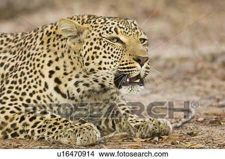 Leopard laying on ground, Greater Kruger National Park, South Africa View Large Photo Image Picture - Leopard laying on ground, Greater Kruger National Park, South Africa. Fotosearch
