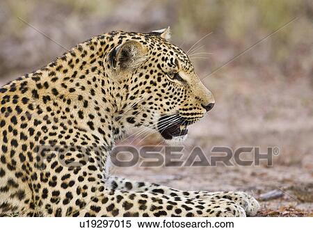 Stock Photography - Leopard laying on ground, Greater Kruger National Park, South Africa. Fotosearch
