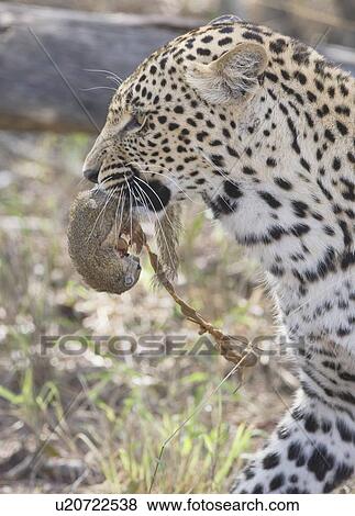 Leopard with food in mouth, Greater Kruger National Park, South Africa View Large Photo Image Stock Photo - Leopard with food in mouth, Greater Kruger National Park, South Africa. Fotosearch