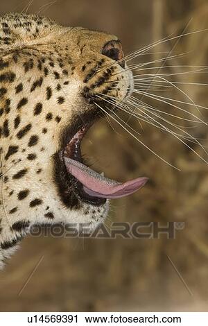 Leopard yawning, Greater Kruger National Park, South Africa View Large Photo Image Stock Image - Leopard yawning, Greater Kruger National Park, South Africa. Fotosearch