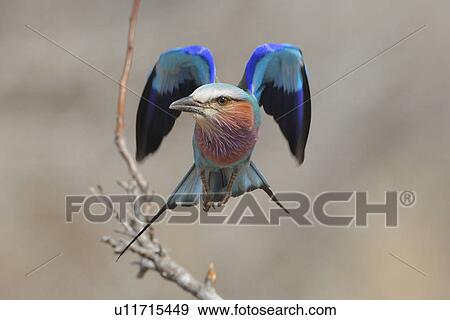Lilac-Breasted Roller in flight, Greater Kruger National Park, South Africa View Large Photo Image Stock Photo - Lilac-Breasted Roller in flight, Greater Kruger National Park, South Africa. Fotosearch