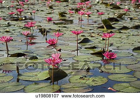 Stock Photo - Lilies at ancient Temple Angkor Wat Cambodia Khmer. Fotosearch