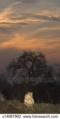 Stock Image - Lion laying on ground, Greater Kruger National Park, South Africa . Fotosearch
