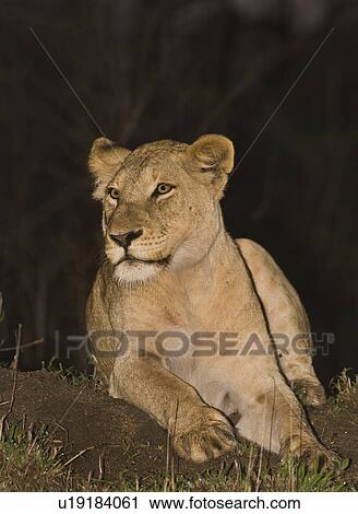 Lion laying on ground, Greater Kruger National Park, South Africa View Large Photo Image Stock Image - Lion laying on ground, Greater Kruger National Park, South Africa . Fotosearch