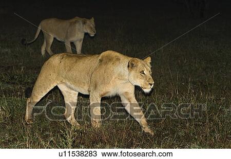 Stock Image - Lions walking at night, Greater Kruger National Park, South Africa . Fotosearch