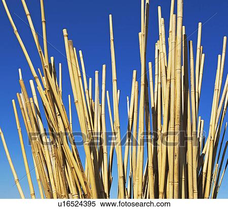Low angle of bamboo stalks View Large Photo Image Stock Photography - Low angle of bamboo stalks. Fotosearch