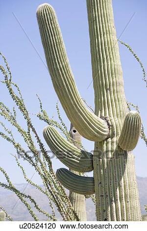 Stock Image - Low angle view of cactus, Arizona, United States. Fotosearch