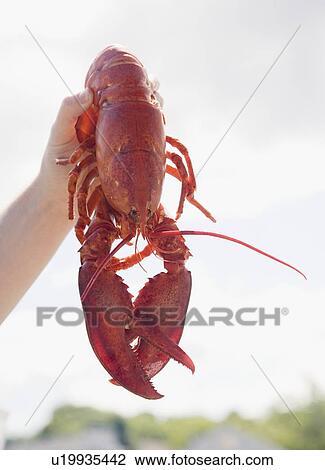 Stock Image - Man holding cooked lobster, Maine, United States. Fotosearch