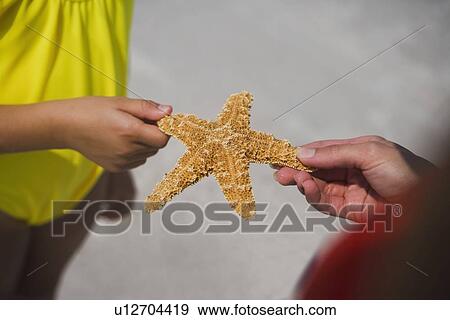 Mother and child holding starfish, Florida, United States View Large Photo Image Stock Photo - Mother and child holding starfish, Florida, United States. Fotosearch
