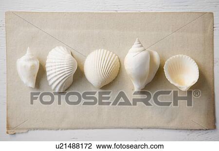 Overhead view of seashells View Large Photo Image Stock Image - Overhead view of seashells. Fotosearch